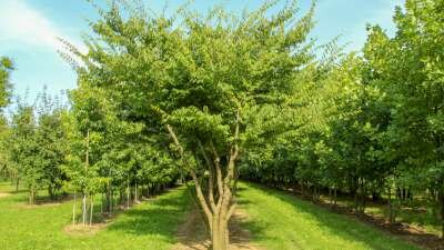 Zelkova serrata, 175/200 cm 90L, meerstammig, Japanse Zelkova