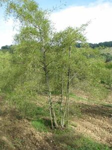 Alnus glut. 'Imperialis', 175/200 cm 90L, Zwarte els