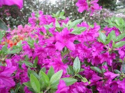 Azalea jap. 'Blaue Donau', 50/60 15L (=Rhododendron)