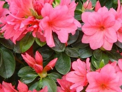 Azalea jap. 'Conny', 50/60 15L (=Rhododendron)