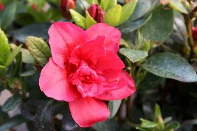 Azalea jap. 'Florida', 50/60 15L (=Rhododendron)