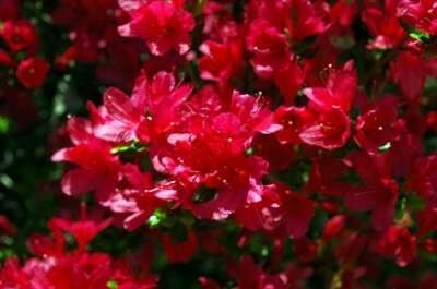 Azalea jap. 'Hino Crimson', 50/60 15L