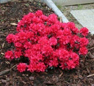 Azalea jap. 'Madame Galle', 50/60 15L (=Rhododendron)