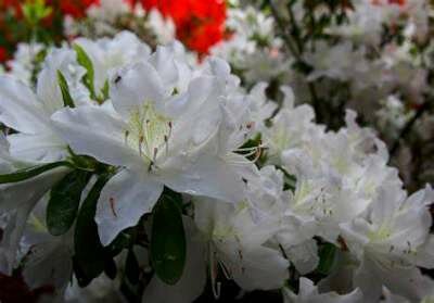 Azalea jap. 'Palestrina', 50/60 15L (=Rhododendron)