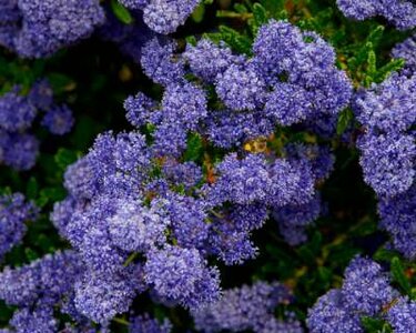 Ceanothus hybr. 'Concha', 80-100 10L Sikkelbloem