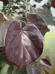 Cercis can. 'Merlot', 100-125 25L, Judasboom ®