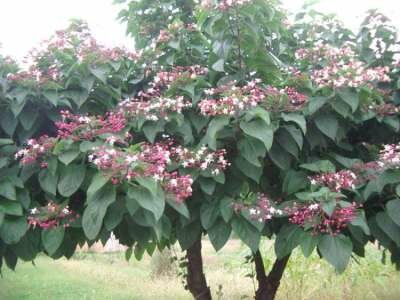 Clerodendrum trichotomum, 125/150 45L meerstammig, Pindakaasstruik