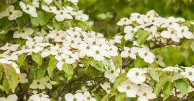 Cornus k. 'Bultinck's Giant Flower', 80-100 25L Japanse grootbloemige kornoelje