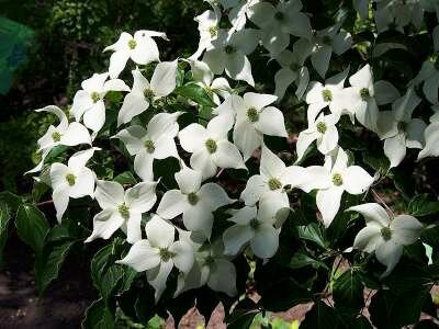 Cornus k. 'Schmetterling', 80-100 25L Kornoelje