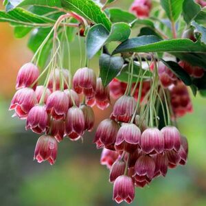 Enkianthus campanulatus, 80/100 15L, Japanse klokjesstruik