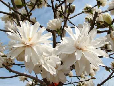 Magnolia loebn. 'Wildcat', 100/125 25L, Beverboom