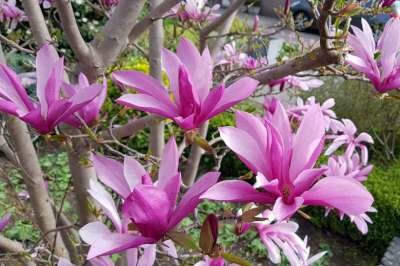 Magnolia 'Susan', 100/125 25L meerstammig, Stermagnolia