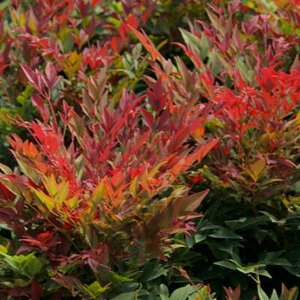 Nandina dom. 'Obsessed' ®, 60-80 25L, hemelse bamboe