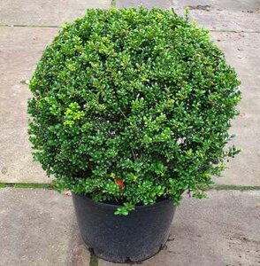 Ilex cren. 'Convexa' Bol 80cm