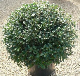 Osmanthus burkwoodii, Bol 60cm, Schijnhulst