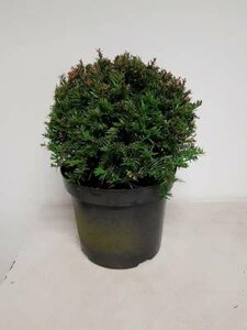 Taxus baccata bol 50 cm