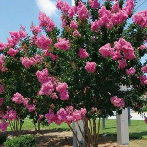 Lagerstroemia indica, 400/450 cm, meerstammig