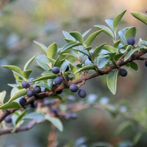 Ligustrum delavayanum, 60cm 9L, Ligusterhaag