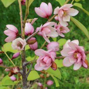 Magnolia 'Fairy Blush', 150/200, Stermagnolia