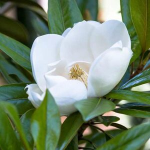 Magnolia 'Exmouth', 125/150 18L, Stermagnolia