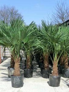 Trachycarpus fortunei, 200/250 pot, Chinese Waaierpalm