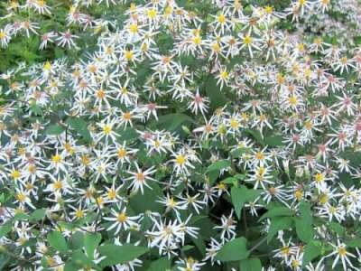 Aster divaricatus 'Beth Chatto', Sneeuwsteraster