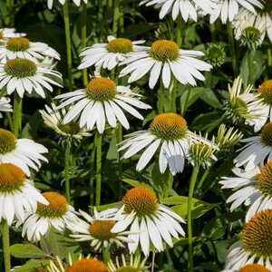 Echinacea 'Alba', ® Zonnehoed