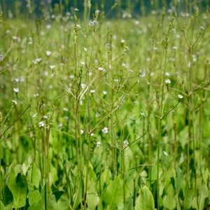 Alisma plantago-aquatica, Grote waterweegbree