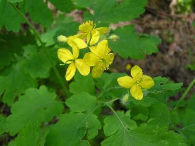 Chelidonium majus, Stinkende gouwe