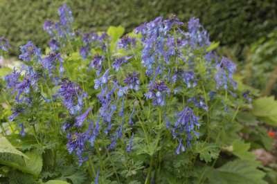 Corydalis calycosa, Helmbloem