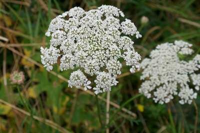 Daucus carota, Wortel