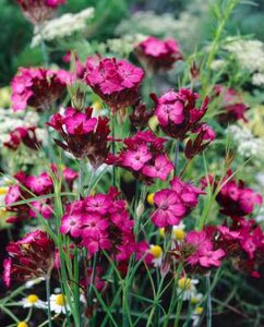 Dianthus carthusianorum, Karthuizeranjer