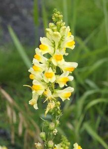 Linaria vulgaris, Vlasbekje