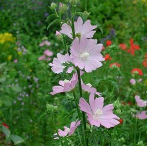 Malva moschata 'Rosea', Kaasjeskruid