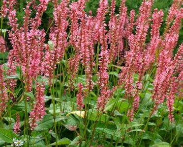 Persicaria amplexicaulis 'Orangofield' P9, ® Duizendknoop