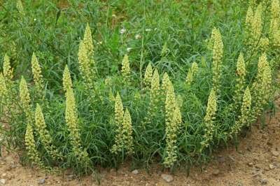 Reseda lutea, Wilde Reseda