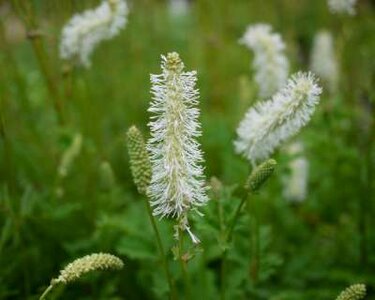 Sanguisorba obtusa 'Alba', Japanse pimpernel