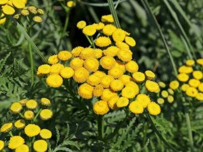 Tanacetum vulgare, Boerenwormkruid