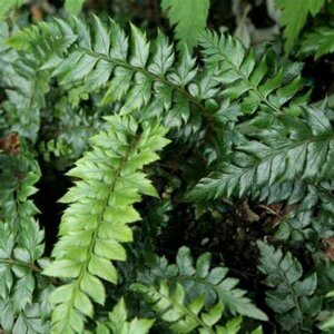 Polystichum 'Spiny Holly', Naaldvaren