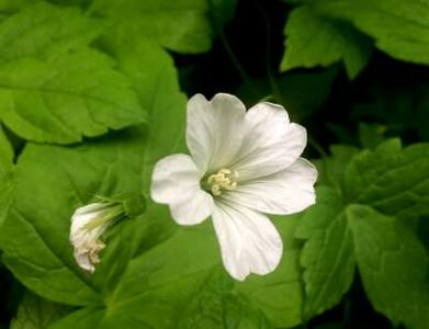 Geranium nodosum 'Silverwood', Ooievaarsbek