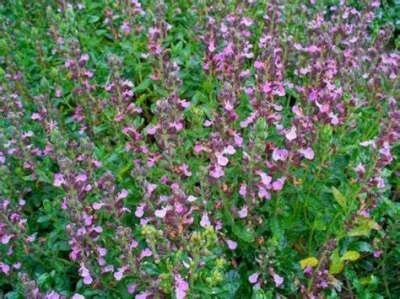 Teucrium chamaedrys 'Wild Form', Gamander