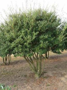 Osmanthus burkwoodii, 250/300 cm pot, meerstammig extra, Schijnhulst