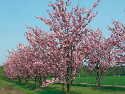 Prunus subh. 'Autumnalis', 175/200 cm 90L pot, meerstammig, Japanse sierkers