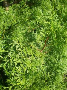 Thuja plic. 'Gelderland', 100-120 Kluit, Reuzen-levensboom