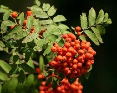 Sorbus aucuparia, Gewone Lijsterbes, 1+1 125/150