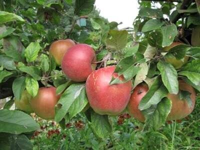 Malus 'Gloster', 14/16 Draadkluit, Lei-fruit voorgeleid met rek