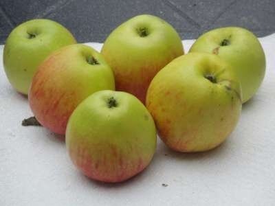 Malus 'James Grieve', 12/14 Blote wortel, Lei-fruit voorgeleid met rek