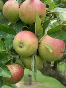 Malus 'Laxton's Superbe', 12/14 Blote wortel, Lei-fruit voorgeleid met rek