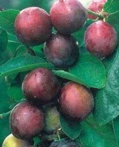 Prunus 'Opal', 10/12 Blote wortel, Lei-fruit voorgeleid met rek