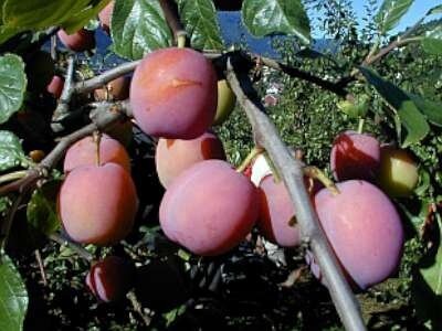 Prunus 'Victoria', 10/12 Blote wortel, Lei-fruit voorgeleid met rek